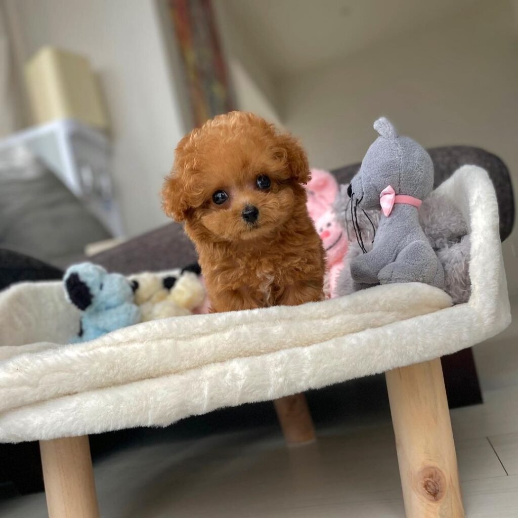 Teacup poodle puppies for sale