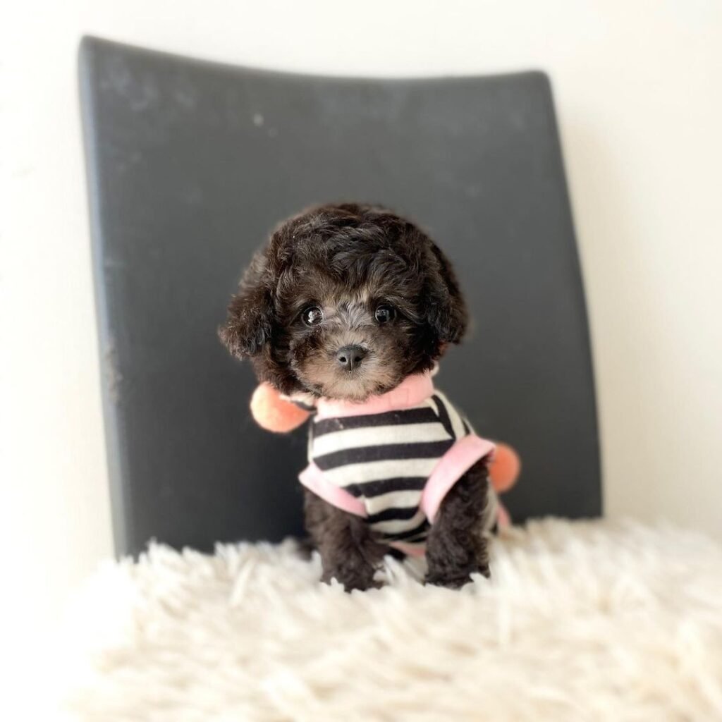 Teacup poodle dpuppies for sale