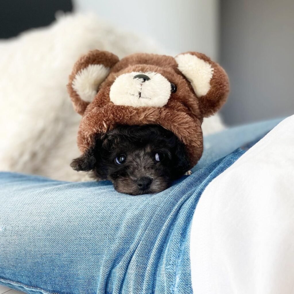 teacup poodle puppies