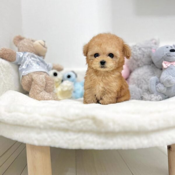 Teacup Poodle Puppy (Faith) - Image 2