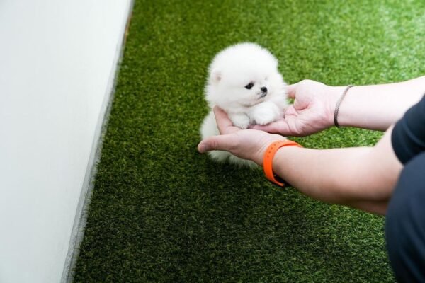 Pomeranian Puppy For Sale