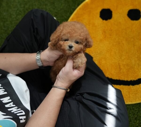 Teacup poodle puppy for sale