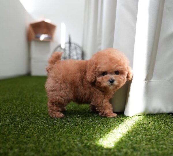 Teacup poodle puppy for sale