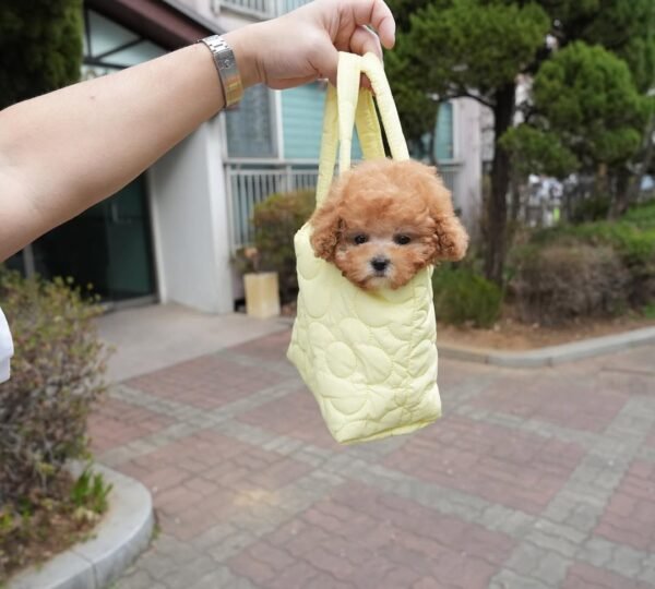 Teacup poodle puppy for sale
