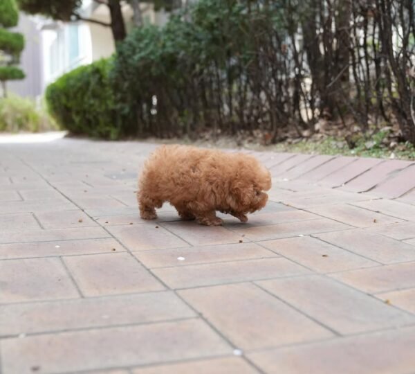 Teacup poodle puppy for sale