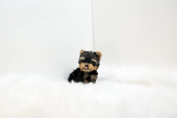 Teacup Yorkie Puppy (Montana) - Image 2