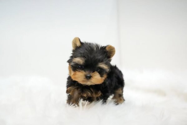 Teacup Yorkie Puppy (Montana)