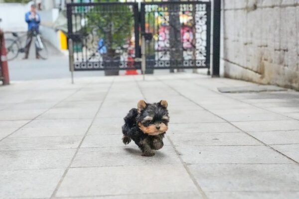 Teacup Yorkie Puppy (Montana) - Image 3
